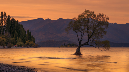 Bild-Nr: 11413673 Einsamer Baum von Wanaka Erstellt von: sebwar2004