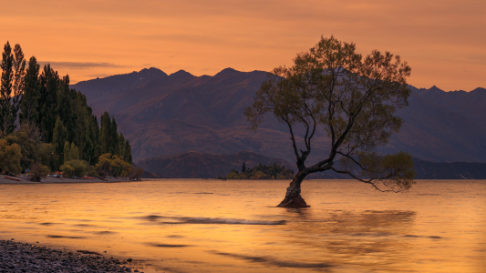 Bild-Nr: 11413673 Einsamer Baum von Wanaka Erstellt von: sebwar2004