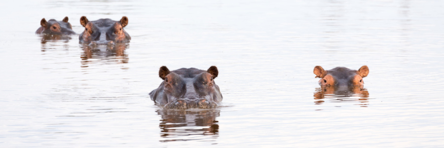 Bild-Nr: 11416861 Hippo Family Erstellt von: marasmus