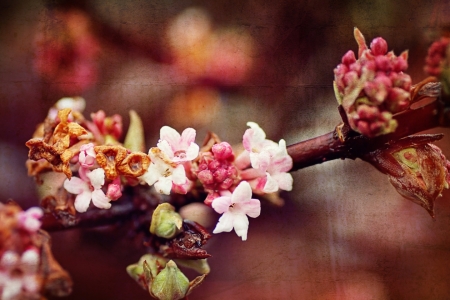 Bild-Nr: 11418211 Viburnum Erstellt von: youhaveadream