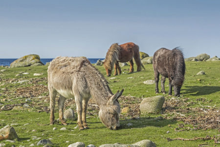 Bild-Nr: 11420254 Freunde am Fjord Erstellt von: EderHans