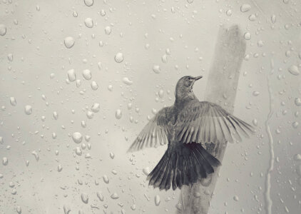 Bild-Nr: 11421304 Amsel im Regen Erstellt von: Heike  Hultsch