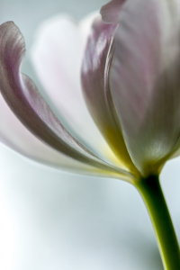 Bild-Nr: 11423189 Zarte Tulpe 1 Erstellt von: Annette Hanl