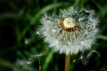 Bild-Nr: 11423841 Pusteblümchen Erstellt von: Sabineleifels