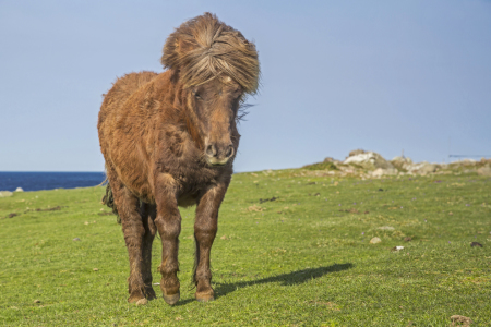 Bild-Nr: 11424107 Pony am Fjord Erstellt von: EderHans