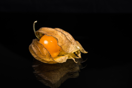 Bild-Nr: 11425809 Physalis 7 Erstellt von: Erhard Hess