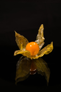 Bild-Nr: 11426045 Physalis 6 Erstellt von: Erhard Hess