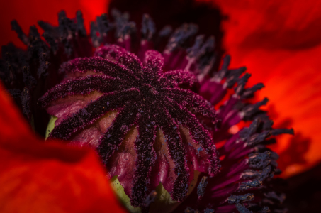 Bild-Nr: 11427081 ROTER MOHN Erstellt von: Richard-Young