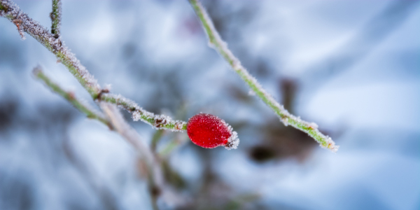 Bild-Nr: 11427095 Frostmorgen Erstellt von: Richard-Young