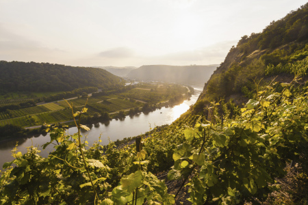 Bild-Nr: 11427451 MOSEL BEI DIEBLICH Erstellt von: dieterich