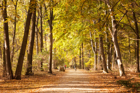 Bild-Nr: 11427662 Herbststimmung Erstellt von: SP10