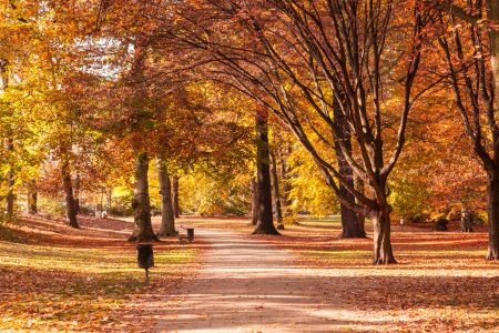 Bild-Nr: 11428450 Herbstpark Erstellt von: SP10