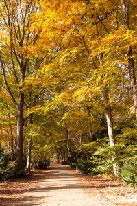 Bild-Nr: 11428454 Herbststimmung Erstellt von: SP10
