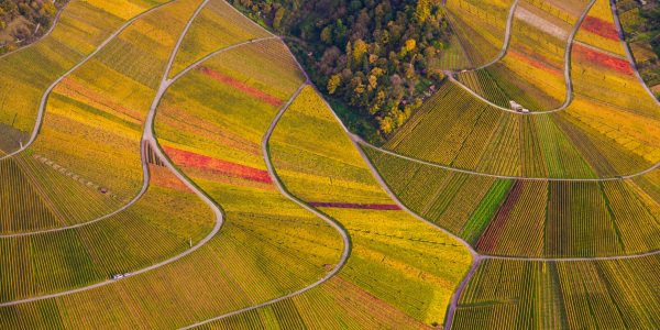 Bild-Nr: 11428815 WEINBERGE IM HERBST Erstellt von: dieterich