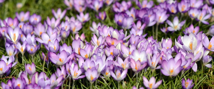 Bild-Nr: 11429727 Krokus-Bordüre Erstellt von: GUGIGEI