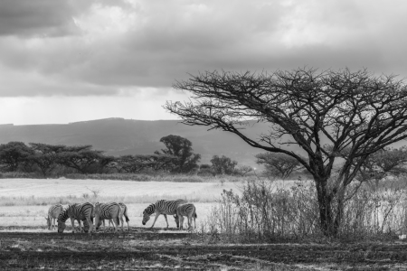 Bild-Nr: 11430386 Afrikanische Steppe sw Erstellt von: TomKli