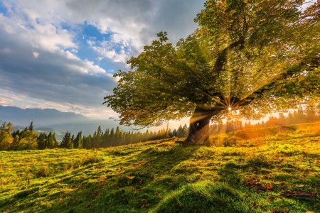 Bild-Nr: 11430868 Kastanien Baum Sonnenlicht Berg Herbst Erstellt von: StefanPrech
