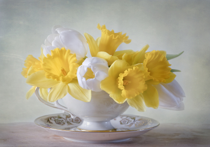 Bild-Nr: 11431272 Spring Flowers Erstellt von: Steffen Gierok