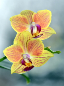 Bild-Nr: 11431846 Phalaenopsis Erstellt von: GUGIGEI