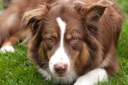 Bild-Nr: 11431903 Australian Shepherd Erstellt von: NatalieJahnel