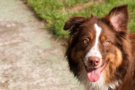 Bild-Nr: 11432292 Australian Shepherd Erstellt von: NatalieJahnel