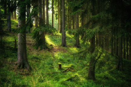 Bild-Nr: 11432717 Spaziergang im Wald Erstellt von: Oliver Henze