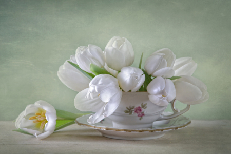 Bild-Nr: 11434950 White Tulips Erstellt von: Steffen Gierok