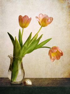 Bild-Nr: 11435214 pink tulips Erstellt von: Rolf Eschbach