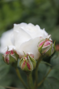 Bild-Nr: 11435353 Weiße Rose mit Knospe Erstellt von: electricmango