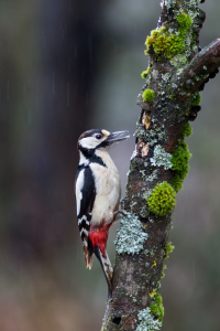 Bild-Nr: 11435837 Buntspecht - Dendrocopos major Erstellt von: Thomas Herzog