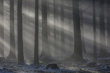 Bild-Nr: 11436432 Sonnenstrahlen im Wald Erstellt von: EderHans