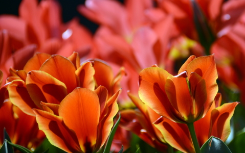Bild-Nr: 11436780 Tulpen-Leuchten Erstellt von: GUGIGEI