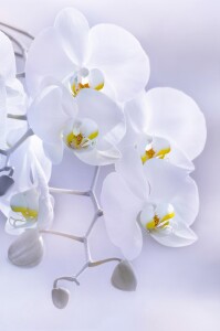 Bild-Nr: 11437159 Orchidee Erstellt von: Atteloi