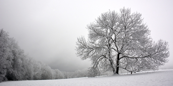 Bild-Nr: 11437495 Winterpoesie Erstellt von: GUGIGEI