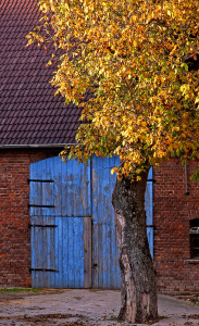 Bild-Nr: 11438356 Kastanienbaum im Herbst vor einem Bauernhof Erstellt von: A-Grotehans