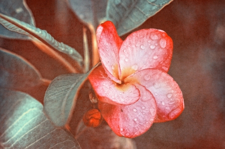 Bild-Nr: 11438592 Frangipani Erstellt von: Rosina Schneider