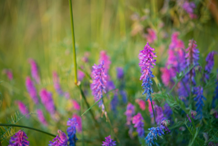 Bild-Nr: 11440104 Lavendel Erstellt von: chaosbanane