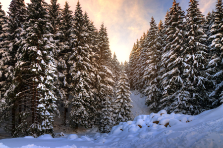 Bild-Nr: 11441605 Winter im Harz Erstellt von: Steffen Gierok