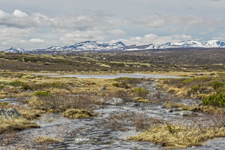 Bild-Nr: 11441721 Im Dovrefjell Erstellt von: EderHans