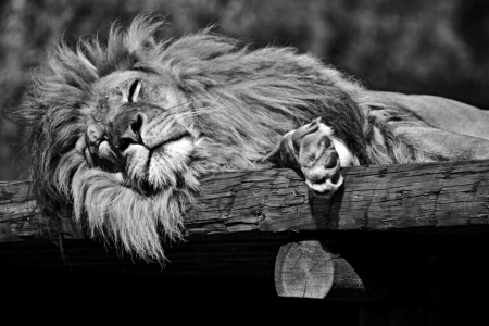 Bild-Nr: 11444665 Sleeping lion Erstellt von: Leddermann