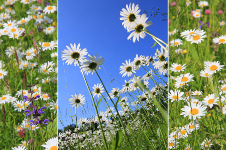 Bild-Nr: 11445308 Triple - Margeriten Erstellt von: SusaZoom