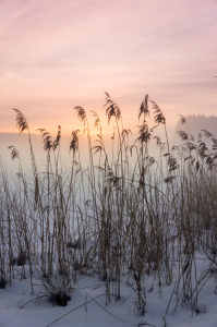 Bild-Nr: 11446004 Sonnenfarben im Nebel Erstellt von: ELIO