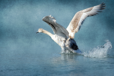 Bild-Nr: 11448403 Schwan Erstellt von: Heike Hultsch