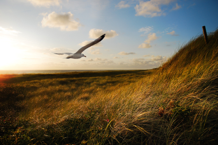 Bild-Nr: 11448520 golden sunset Erstellt von: hannes cmarits