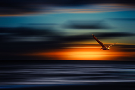 Bild-Nr: 11448534 flying into the sunset Erstellt von: hannes cmarits