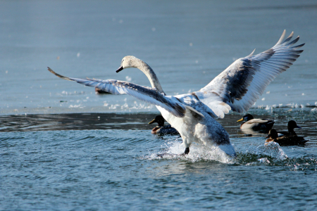 Bild-Nr: 11448568 Schwan Erstellt von: Heike Hultsch