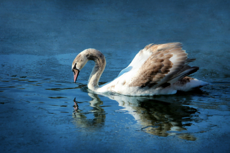 Bild-Nr: 11449203 Ein Schwan Erstellt von: Heike Hultsch