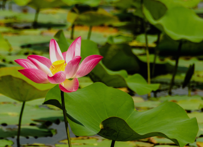 Bild-Nr: 11449576 Seerose in Thailand Erstellt von: Abstraktika