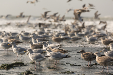 Bild-Nr: 11450788 Möwen am Strand Erstellt von: KundenNr-284519