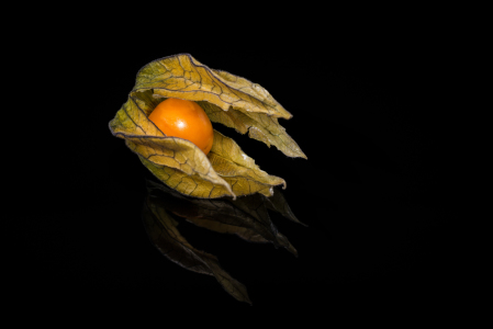 Bild-Nr: 11450820 Physalis 31 Erstellt von: Erhard Hess